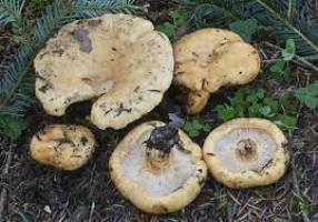 Lactarius intermedius1.jpg