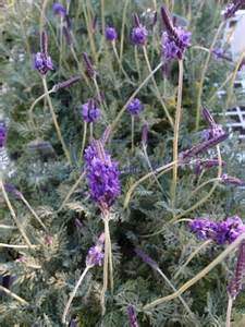 Lavanda multifida.jpg