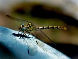 Libelulatigre plantilla.jpg