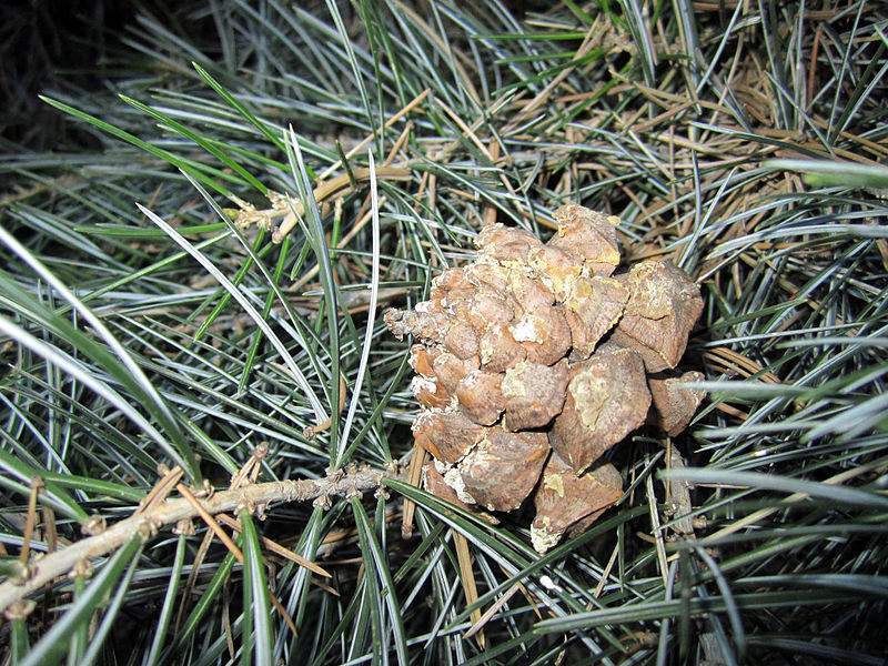 Archivo:Pinus quadrifolia hojas y cono.jpg