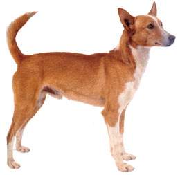 Podenco portugués.jpg