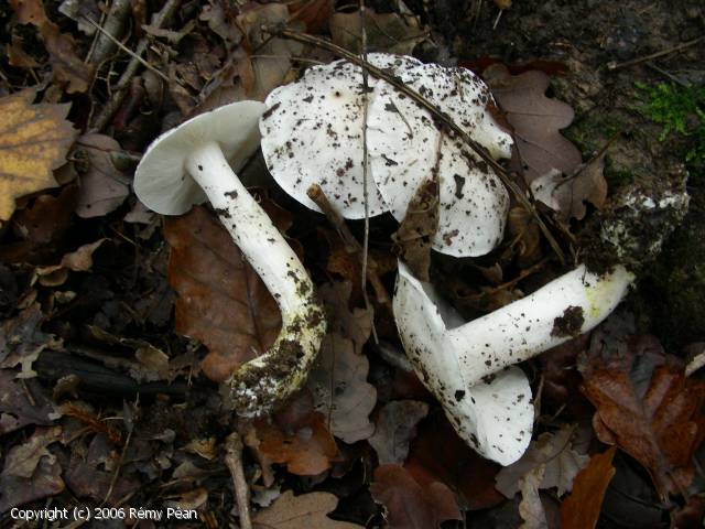 Archivo:Tricholoma albidum.jpg
