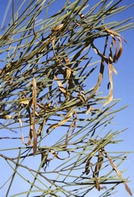 Archivo:Acacia latzii 3.jpg