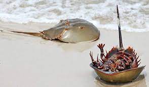 Cacerolita de mar.jpg