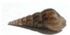 Caracol Trompeta.jpg