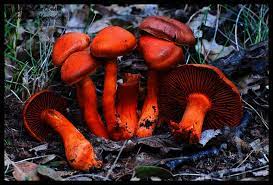 Dermocybe cinnabarina.jpg