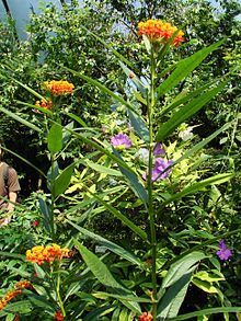 Flor de sangre(Planta en flor).JPG