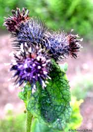 Saussurea costus.jpg