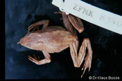 Archivo:Thar arabigo 2.jpg