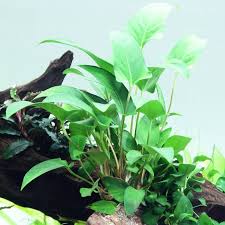 Anubias grac.jpg