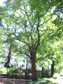 Arce de los Balcanes.jpg