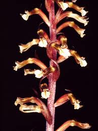 Cyclopogon elatus01.jpeg