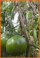 Mildiu en tomate1.jpg