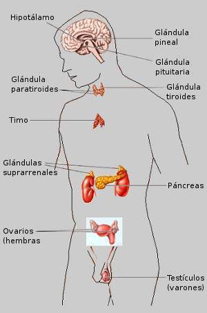 Archivo:Ubicacion de la gonadas.jpg