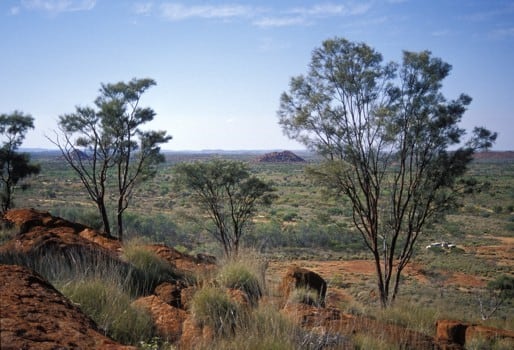 Archivo:Acacia leeuweniana 2.jpg