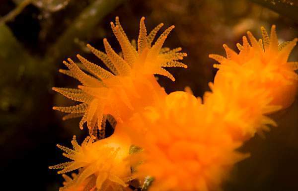 Archivo:Astroides calycularis.jpg