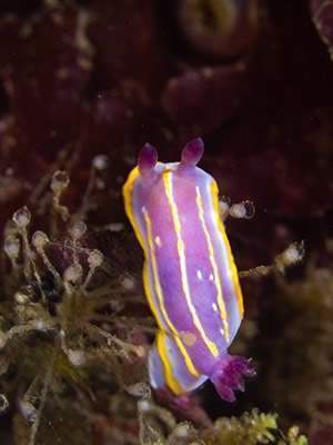 Chromodoris krohni.jpg