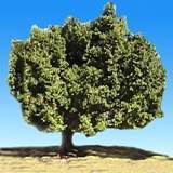 Laurel Solo copia.jpg