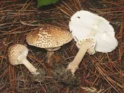 Lepiota aspera.jpg