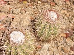 Melocactus holguinensis.jpeg