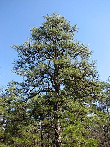 Pinus rigida - EcuRed