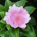 Rosa de Bayahibe.jpeg