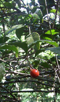 Schoepfia didyma.jpg