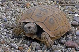 Tortuga terrestre Argentina.jpg