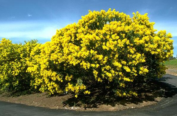 Archivo:Acacia cultriformis.jpg