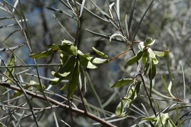 Archivo:Acacia incurvaneura 4.jpg