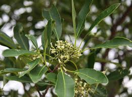 Aspidosperma australe.jpg