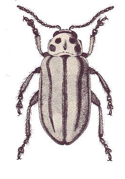 Disonycha juragua.jpg