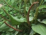 Llantén cimarón.jpg