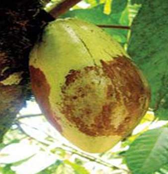 Archivo:Moniliasis en cacao1.jpg