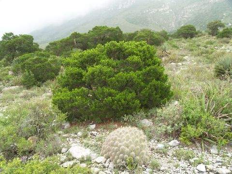 Archivo:Pinus remota.jpg