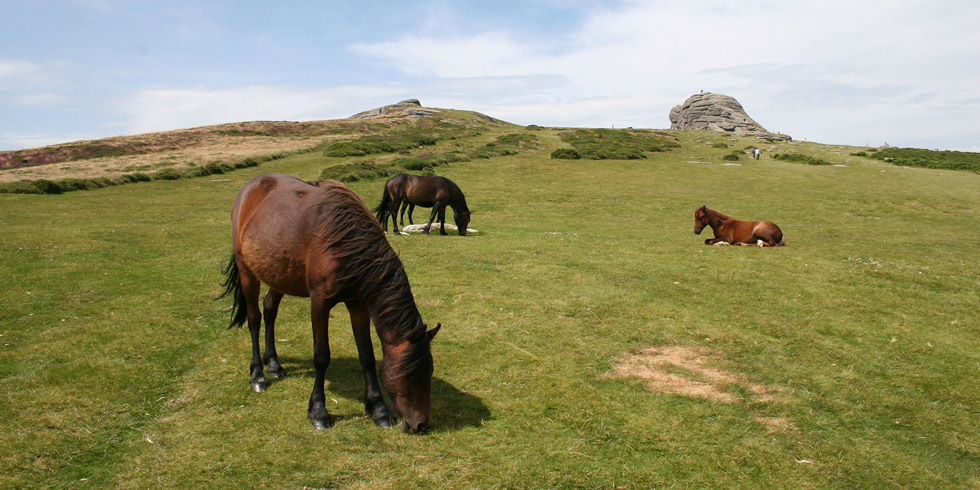 Los icónicos ponis de Dartmoor