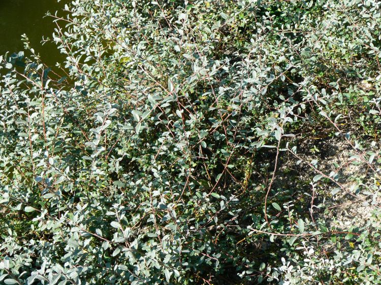 Archivo:Salix arenaria.jpg