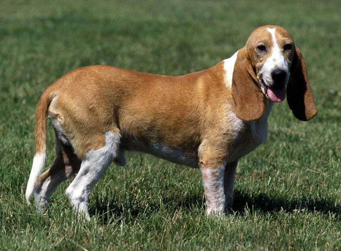 Archivo:Schweizerischer Niederlaufhund.jpg