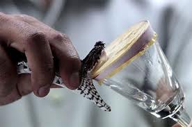 Suero Antiofídico1.jpg