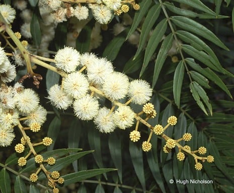 Archivo:Acacia elata 3.jpg