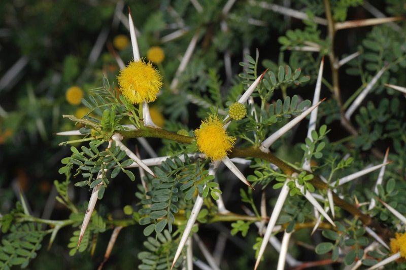 Archivo:Acacia karroo 4.jpg