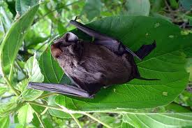 Archivo:Murcielago guanero5.jpeg