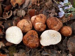 Tuber nitidum.jpg