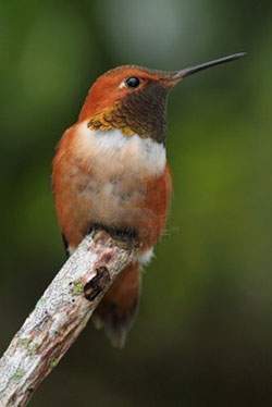 Colibri-rufo-selasphorus.jpg