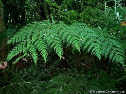 Culcita macrocarpa.jpg