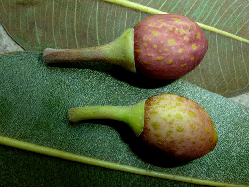 Archivo:Ficus macrophylla 2.jpg