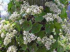 Mikania scandens.jpg