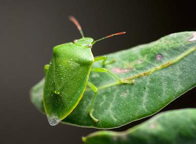 nezara viridula chinche hedionda adulto apestoso ecured