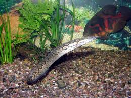 A espinosa moteada .jpeg