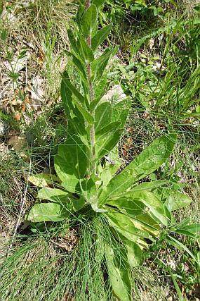 Archivo:Campanula macrostachya 1.jpg